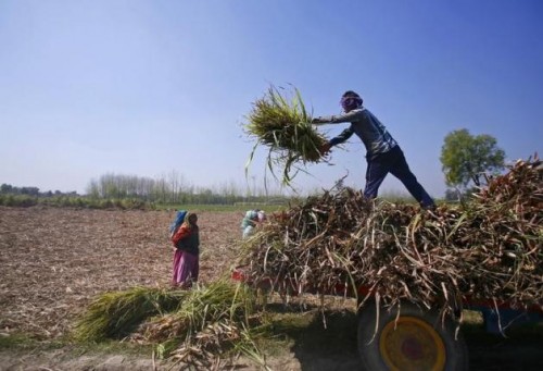 Workers unload stacks of sugarcane on a farmland at Sisola Khurd village in Uttar Pradesh, March 24, 2015. REUTERS
