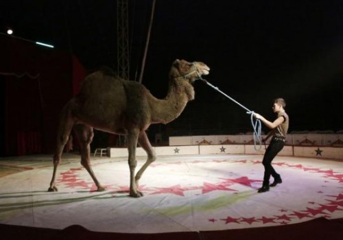A trainer moves a dromedary during a show at the Cedeno Hermanos Circus in Mexico City March 9, 2015.