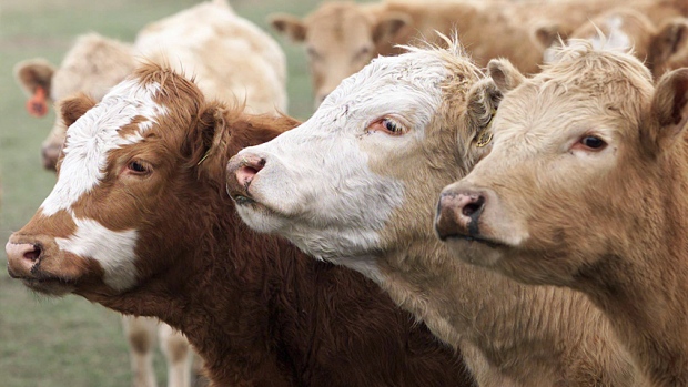 China imposes trade restrictions on Canadian beef