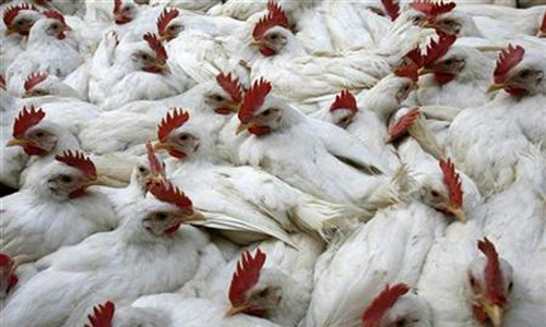 Myanmar culls chickens, quail to contain H5N1 outbreak