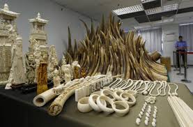 China bans ivory imports ahead of royal visit 