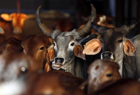 After beef ban, Hindu groups force Indian abattoirs to close