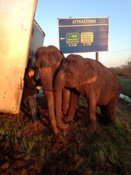 Heave, ho: Elephants rescue 18-wheeler stranded on Louisiana road