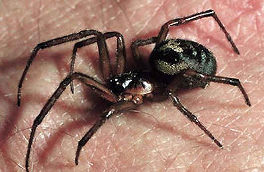 Spider venom may hold chemical keys to new painkillers
