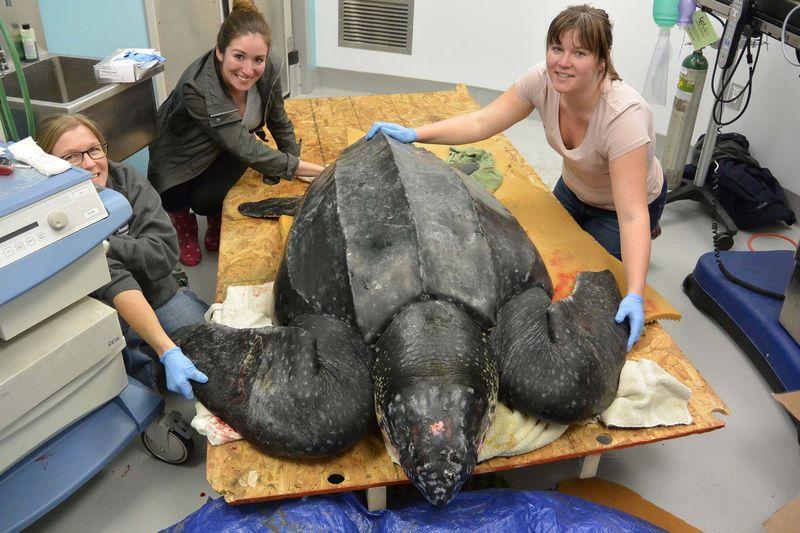 Stranded 500-lb leatherback sea turtle rescued in South Carolina