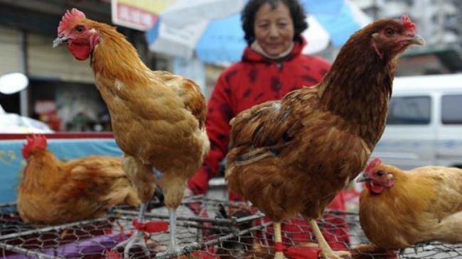 Mutating H7N9 bird flu may pose pandemic threat, scientists warn