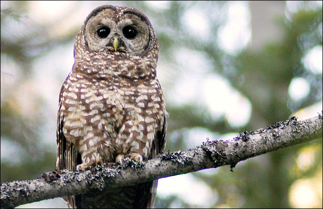 Spotted owl could be designated 'endangered'