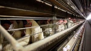 Iowa reports biggest US outbreak of bird flu in poultry