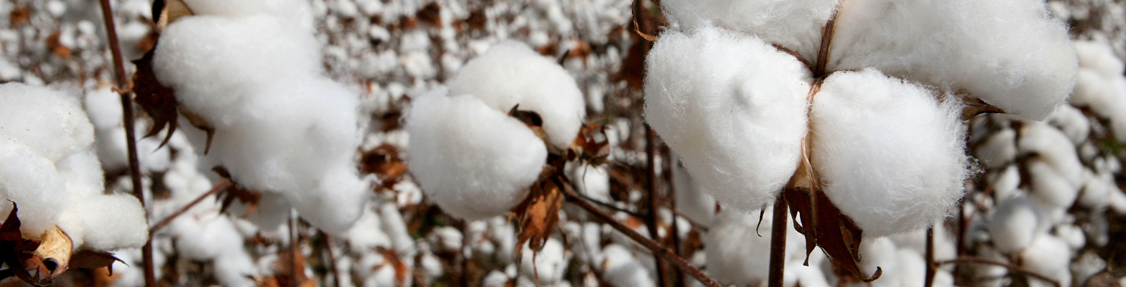 Karachi Cotton Association prices