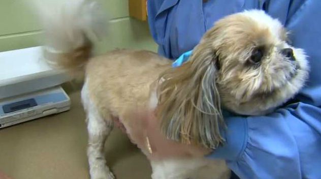 Thousands of US Midwest dogs infected with Asian flu variety