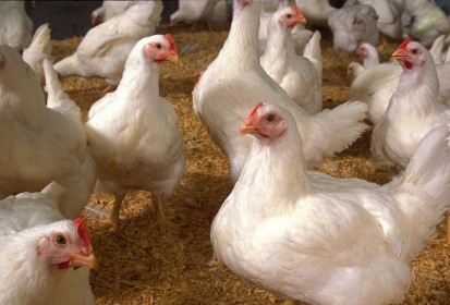Saudi Arabia bans poultry meat from Canadian province Ontario