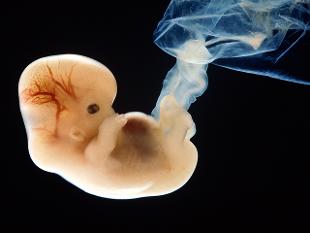 First experiment 'editing' human embryos ignites ethical furor