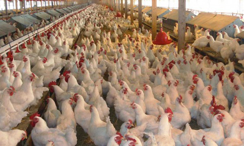 Rs 70 per kg increase in poultry price perturbs citizens in Faisalabad
