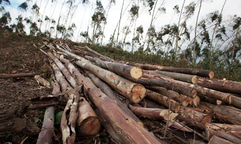 Timber mafia steals 95pc of costly trees from Islamabad with ‘connivance’ of political bigwigs