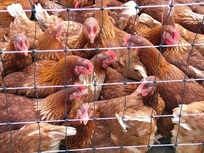Despite US efforts, bird flu thought to spread between farms