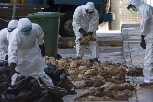 US prepares for autumn resurgence of bird flu in poultry