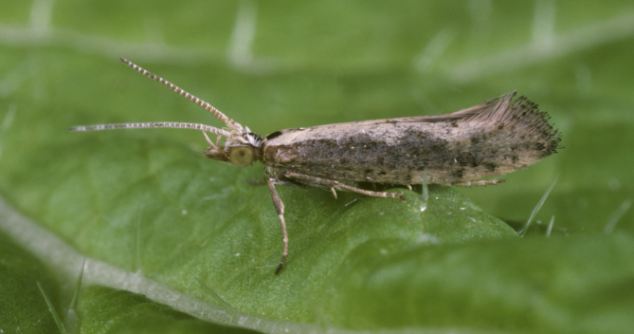 Genetically modified diamondback moth offers pest control hope