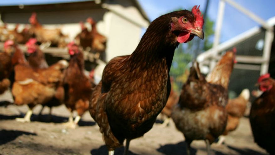 Germany culls 10,000 hens after confirmed bird flu case