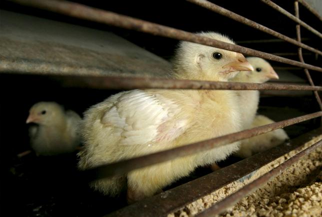 Iowa chicks sent as far away as Brazil to evade deadly bird flu