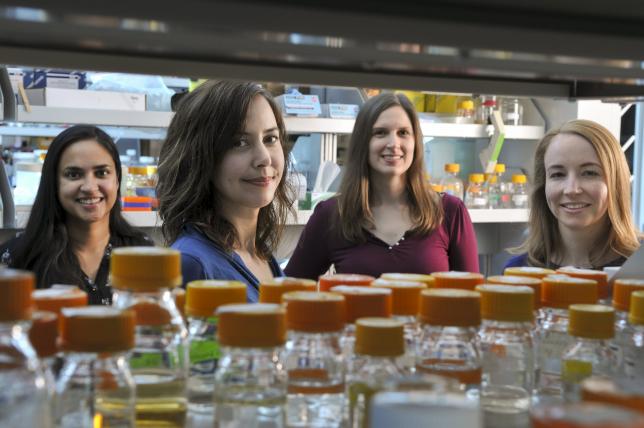 Scientists use bioengineered yeast instead of poppies to make opioids