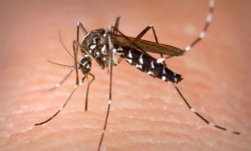 Asian tiger mosquitoes spotted in Paris