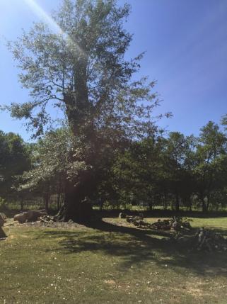 Beloved oak tree at Helen Keller's childhood home in Alabama cut down