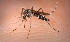 Another dengue patient dies in Rawalpindi