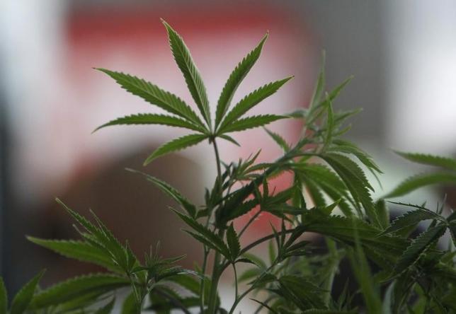 Colorado marijuana users sue grower over fungicide