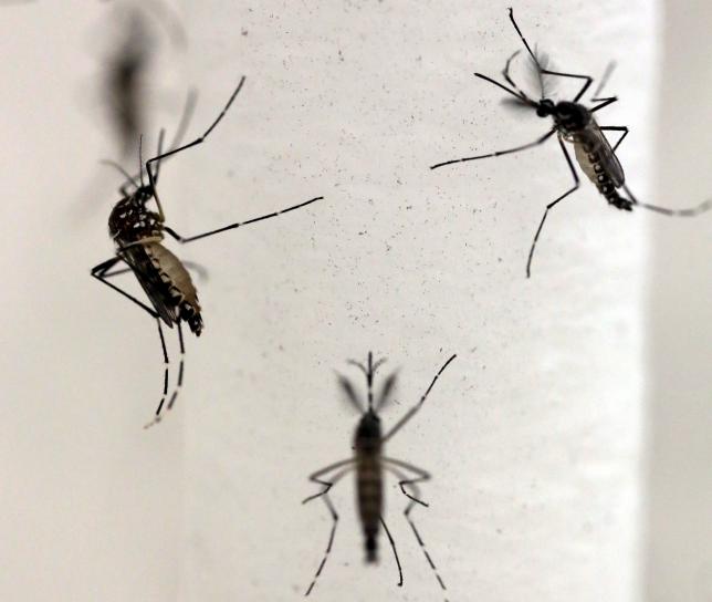 UN ready to irradiate mosquito sperm to combat Zika virus