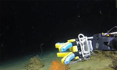 Robotic grippers designed to collect samples of delicate sea life