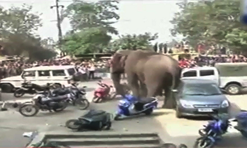 Wild elephant rampage in Indian village caught on video