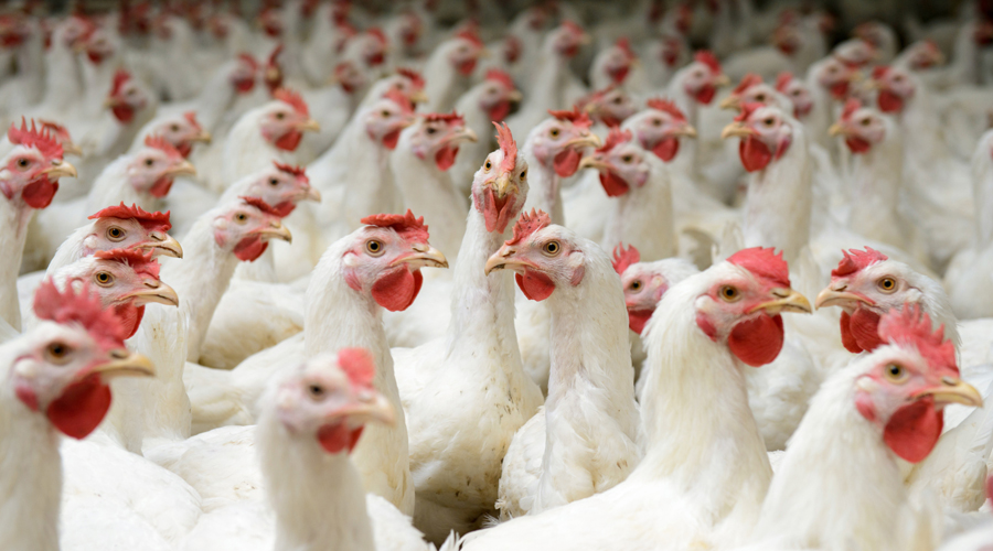 Iraq bans import of poultry products from Italy, Missouri