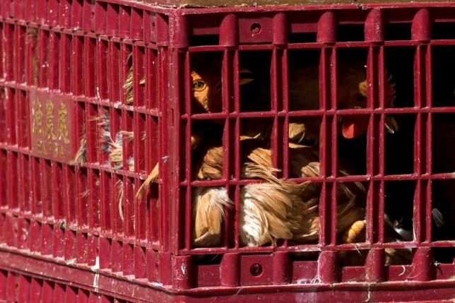 Hong Kong suspends live poultry trade on bird flu concerns