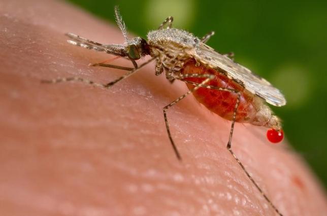 In the lab: six innovations scientists hope will end malaria