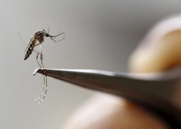 Colombia declares end to Zika epidemic inside country