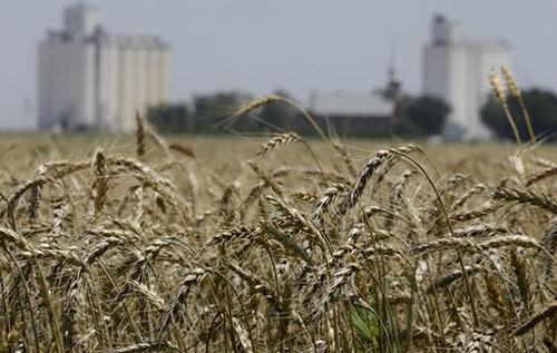 Non-celiac 'wheat sensitivity' is an immune disorder, too