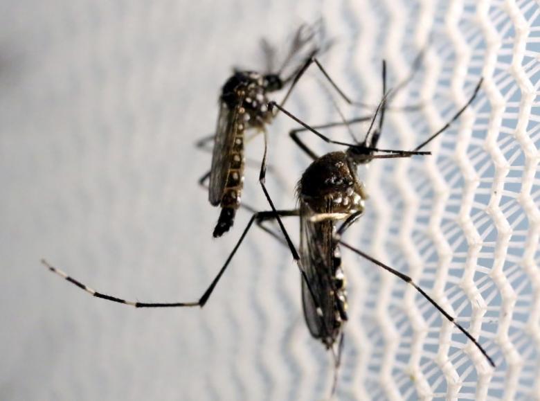 Adult mosquitoes can pass Zika to their offspring: US study