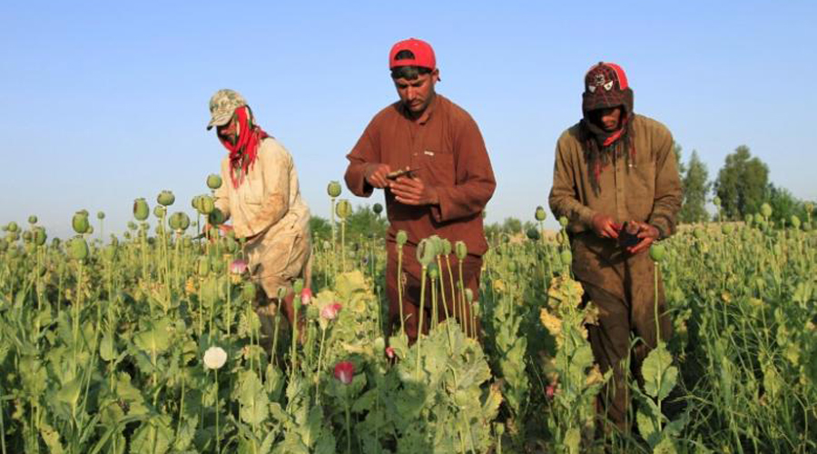 Opium crops spread in Afghanistan as Taliban gains ground, UN says