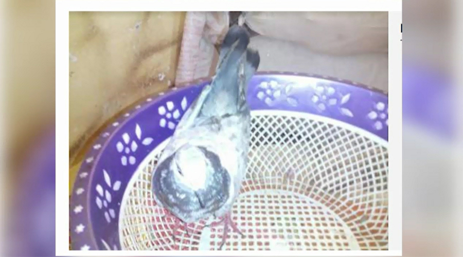 BSF arrests another Pakistani ‘spy pigeon’