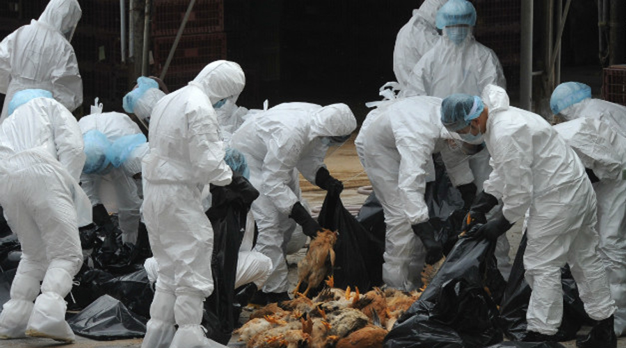 Bird flu outbreak in Shaanxi province kills 20,000 chickens