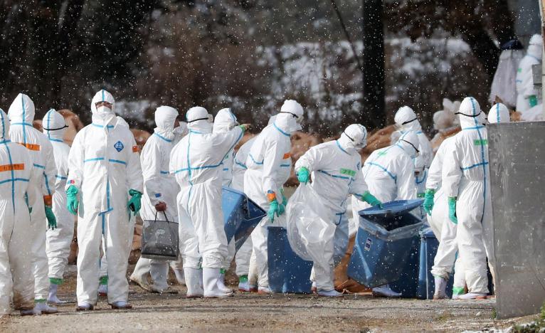 Japan orders major poultry cull after first bird flu outbreak in nearly two years