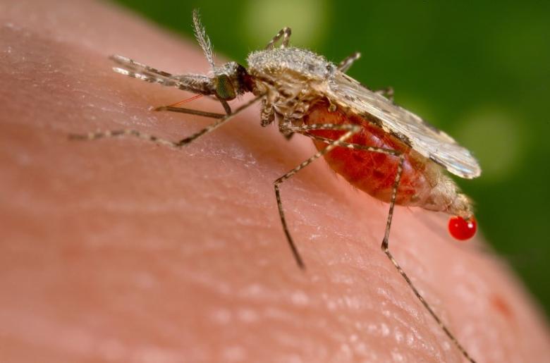 From gene editing to death traps, Seattle scientists innovate in race to end malaria