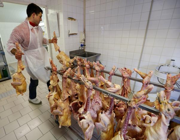 France to cull 600,000 more ducks as fights bird flu virus