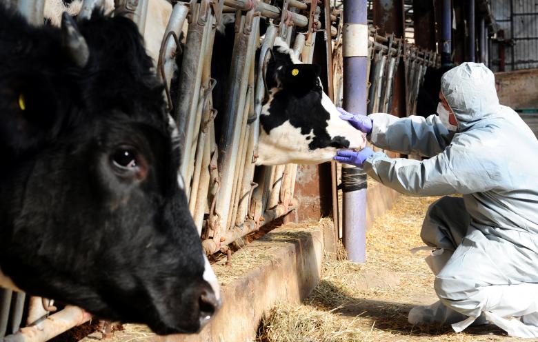 South Korea to import 4.8 million vaccines against foot-and-mouth disease