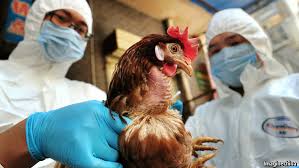 Bird flu hits poultry markets in major Chinese city