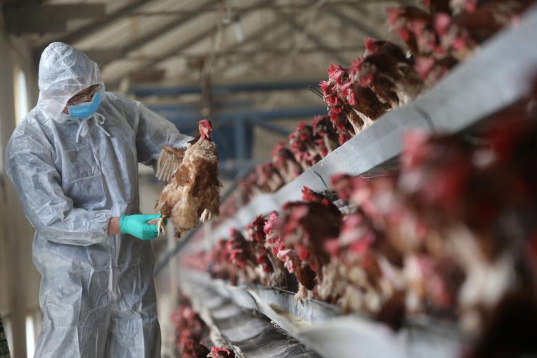 China's confirms sixth bird flu outbreak at duck farm in Hubei province