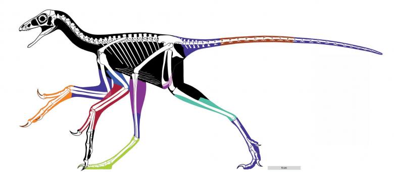 Revolutionary overhaul of dinosaur family tree proposed