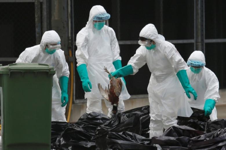 WHO says bird flu outbreaks raise alarm, but human risks still low
