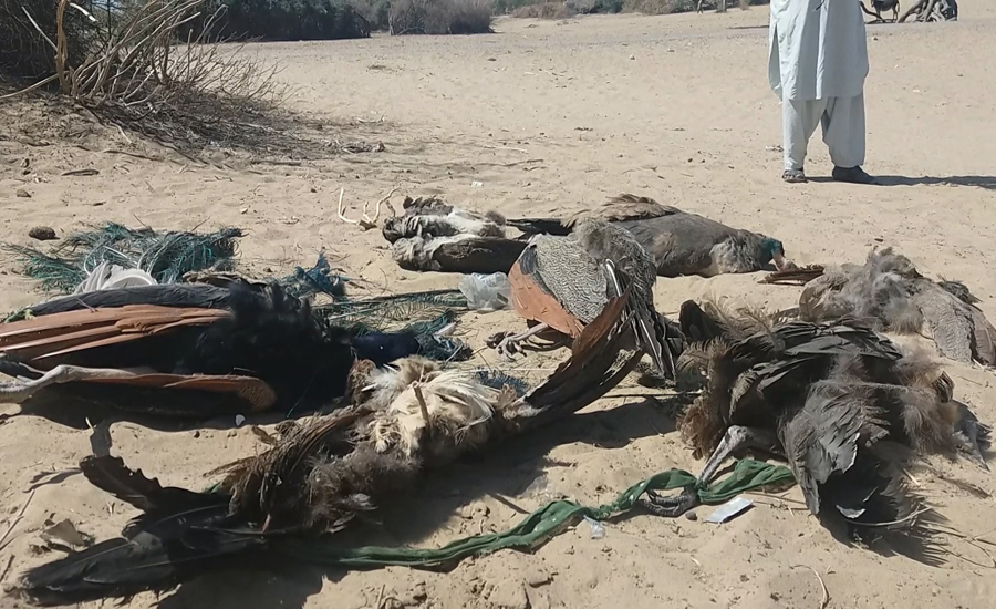 45 peacocks die due to negligence of Sindh Wildlife Dept in Thar