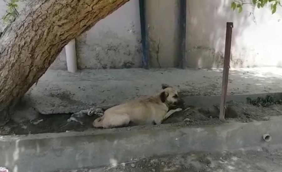 Kalurkot AC awards death to dog for biting a child